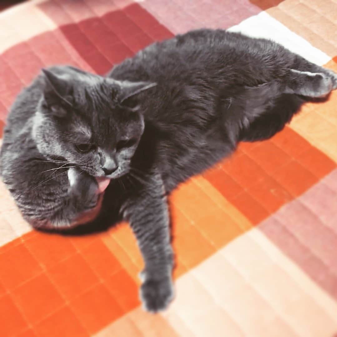 チキン南蛮カレーのルウ王子のグルメインスタ