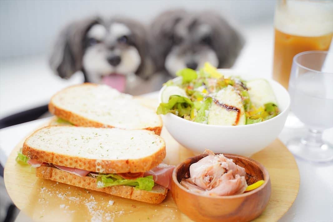 中野区在住のミニシュナのInstagramのグルメインスタ