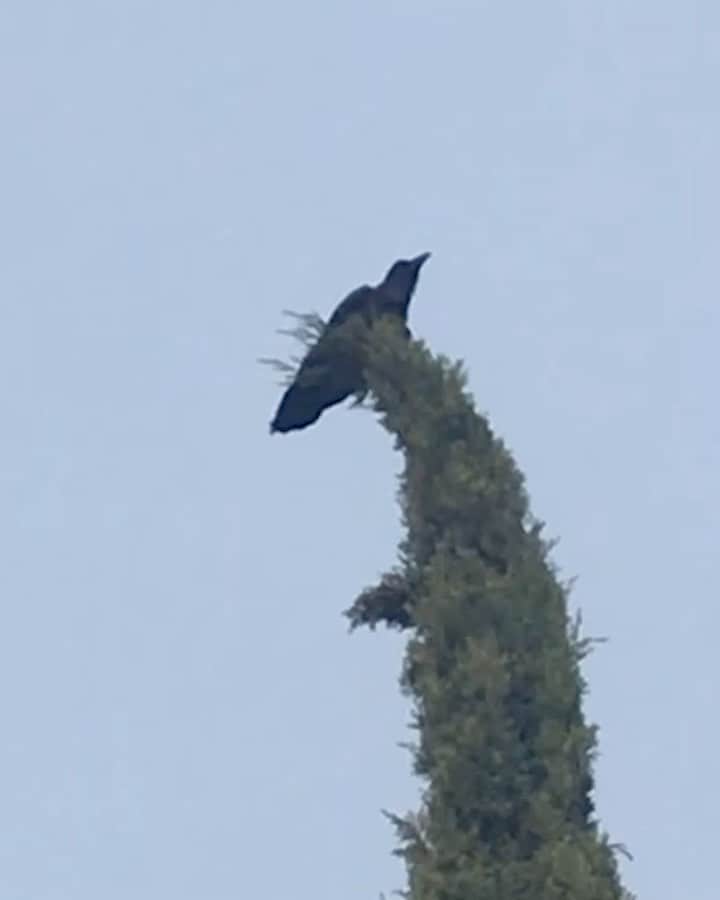 Zeds Deadのインスタグラム：「This crow was making some cool sounds today so we had to sample it quick」