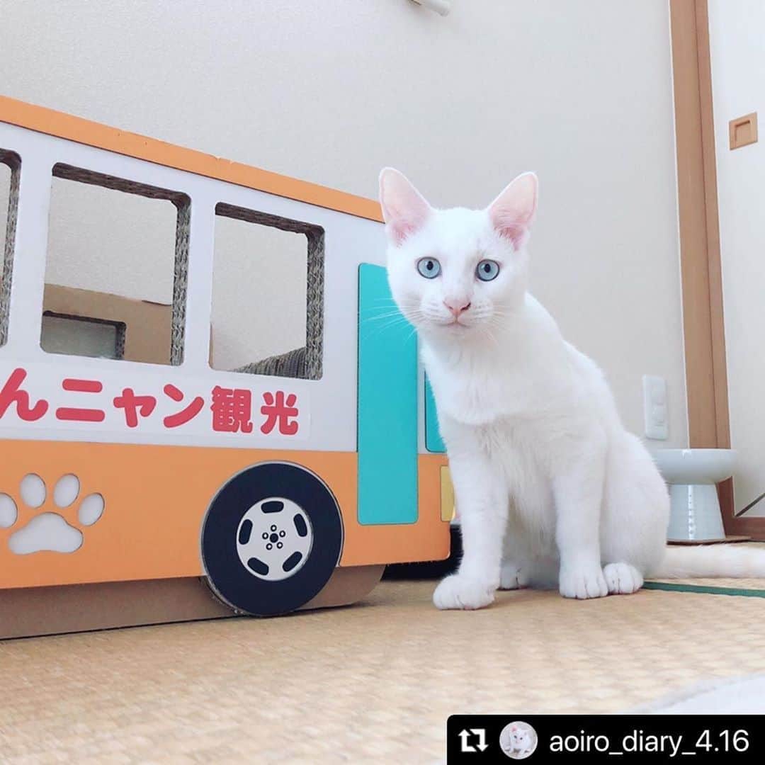 ねこのインスタグラム