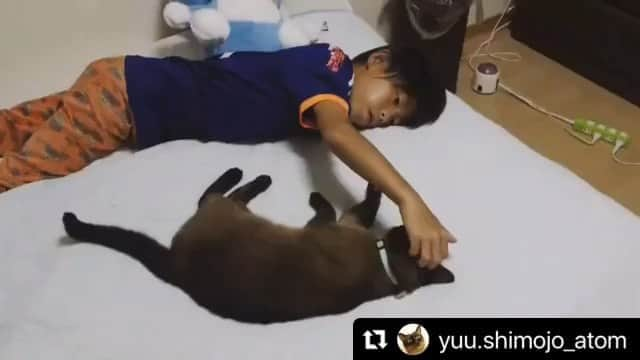 ねこのインスタグラム