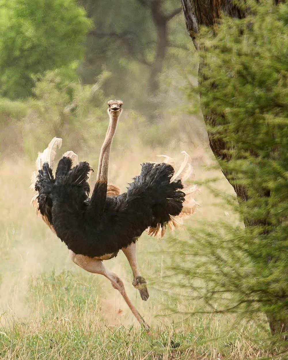 thephotosocietyさんのインスタグラム写真 - (thephotosocietyInstagram)「Photo by @klausnigge // Ostrich running, Tarangire National Park, Tanzania. Ostriches can run at speeds of up to 70 kilometers per hour. Although they do not have to use this tremendous ability very often. Adult ostriches don't have many enemies. When running, they can only be caught up and attacked by cheetahs. However, if their chicks or their nests are attacked, they can very successfully chase away any enemy at very high speed. Hyenas and jackals are afraid of the most dangerous kicks of the ostriches. Even a lion they can kill with their sharp toes. If you want to learn more about ostriches and their amazing life, take a look at the current September issue of National Geographic, where you will find the article "Nobody's Fool" with a text by Richard Coniff and some of my ostrich photos.  @thephotosociety @natgeo #ostrich #tarangirenationalpark #tarangire #tanzania」9月15日 12時05分 - thephotosociety