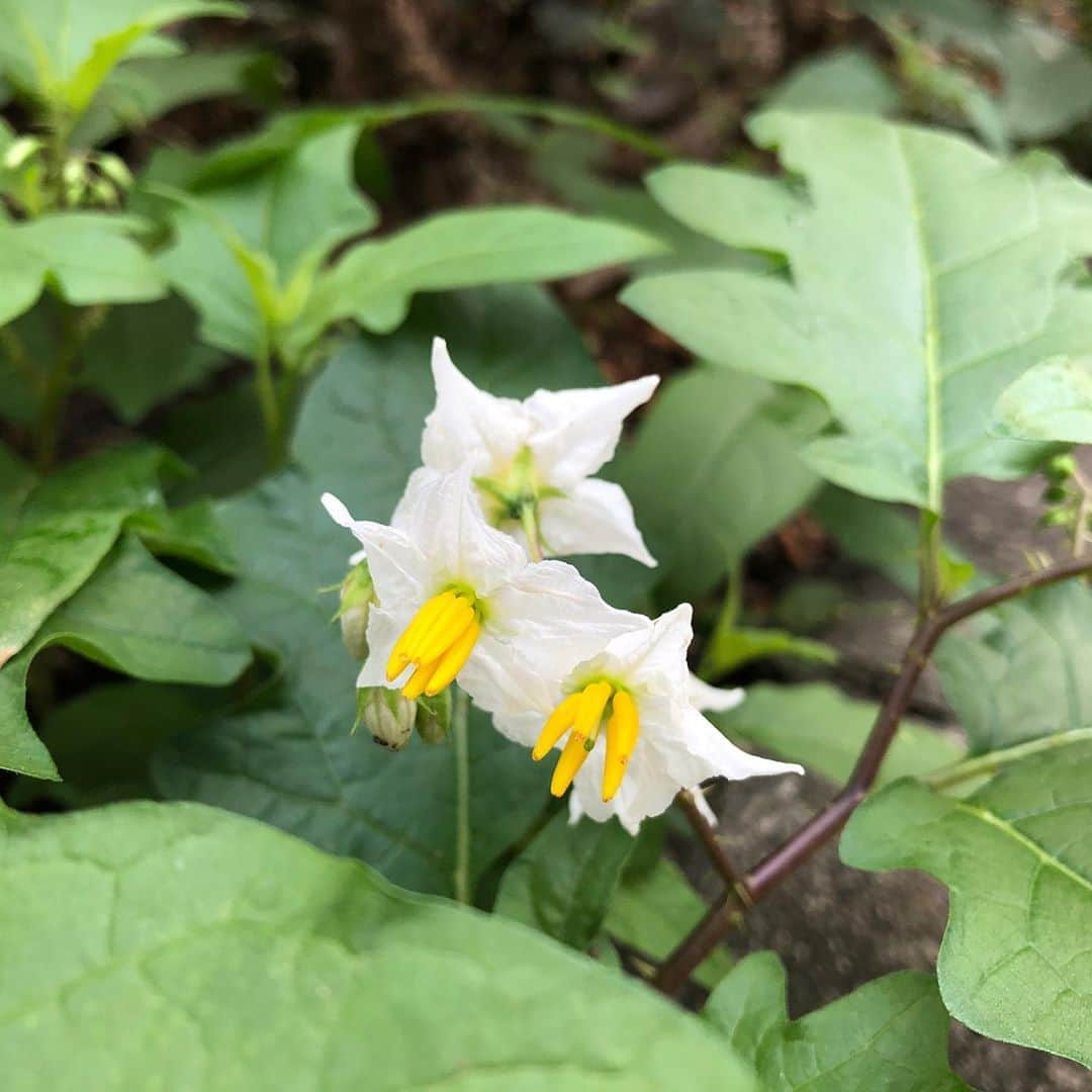 石原詢子さんのインスタグラム写真 - (石原詢子Instagram)「悪茄子【アクナスビ】だって  可愛い花なのに・・棘と毒があるって。 キレイな人と同じだね  #悪茄子 #アクナスビ #棘 #毒 #綺麗な花 #綺麗な人 #ウオーキング #見つけた花 #石原詢子」9月15日 12時07分 - junko_ishihara.official