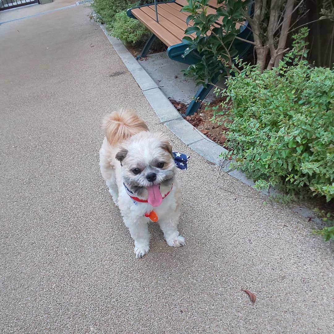 タンゲクンのインスタグラム：「少し涼しくなったね 旬くんも散歩たのしそうだよ 親友にも会えた🐨  🐕️🐕️🐕️ #旬太郎くん  元気でいい子おで部だけど」