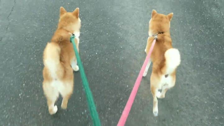 柴犬たま Shibainu Tamaのインスタグラム