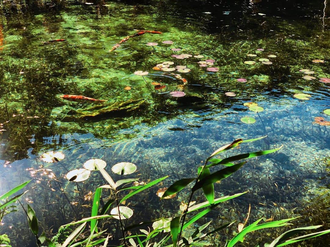のインスタグラム：「モネの池🌱日本にもまだまだいっぱい素敵なところがありますね✨」