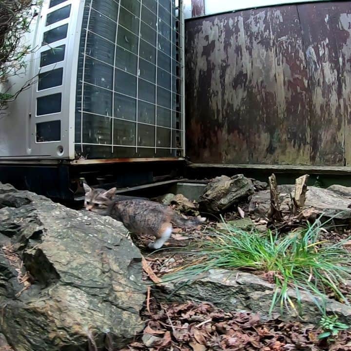 感動猫動画のインスタグラム