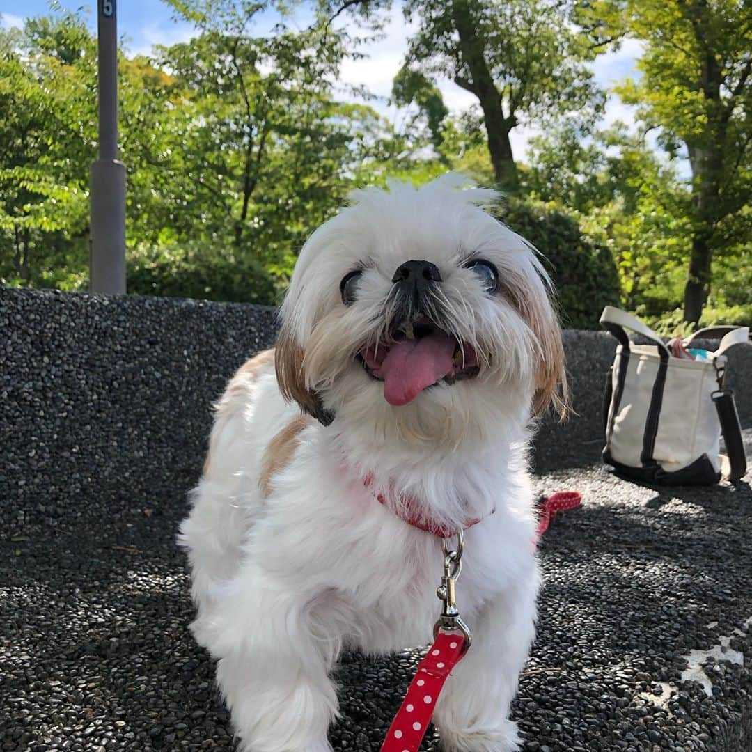 いりこのインスタグラム：「やっとお散歩が気持ちよくなってきたー☀️」