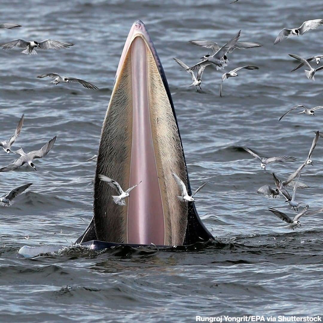 ABC Newsさんのインスタグラム写真 - (ABC NewsInstagram)「📸 A Bryde's whale and lots of seagulls feast on anchovies in the Gulf of Thailand. Whales have been spotted more frequently in the area amid the absence of tourists and the overall reduction of human activity due to the coronavirus pandemic.」9月15日 13時03分 - abcnews