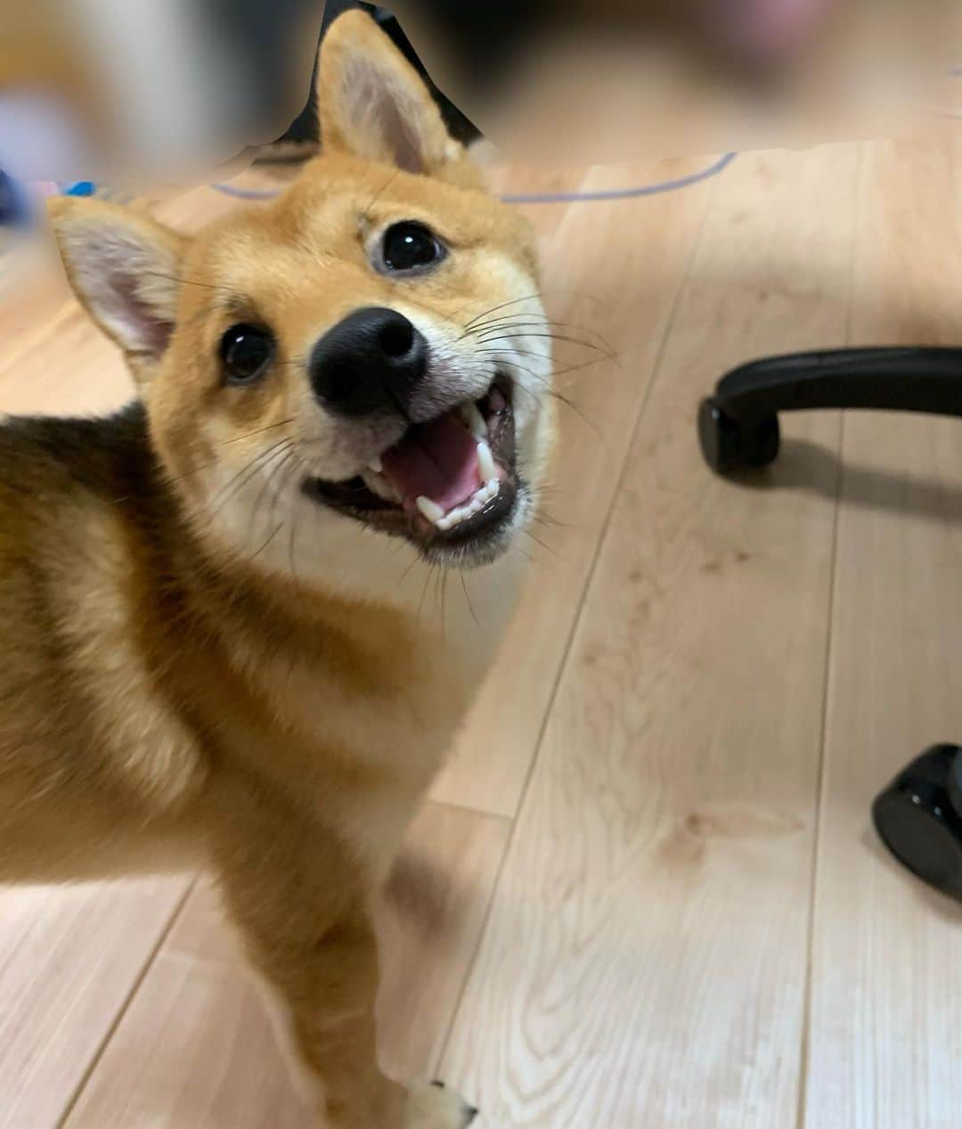 環奈（長沢菜々香の飼い犬）のインスタグラム：「おはよう🐕  . .  . .  #豆柴#柴犬#日本犬#黒柴#黒豆柴#まめしば#しばいぬ#しば#しばすたぐらむ #こいぬ #柴  #ここ柴部#柴子犬 #shibalove #mameshiba #kuroshiba #shibainu #shiba #shibadog #shibastagram #shibastyle」