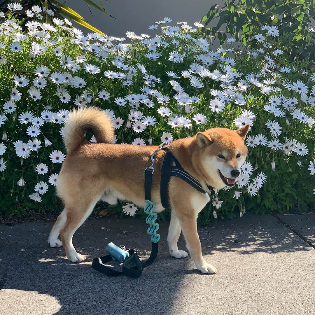 Shibainu Pontaさんのインスタグラム写真 - (Shibainu PontaInstagram)「春だよ。花粉やばいよ。  #melbourne #shiba #ponta #柴犬　#ぽんしゃん　#ぽん太　#メルボルン」9月15日 13時14分 - pontasyk