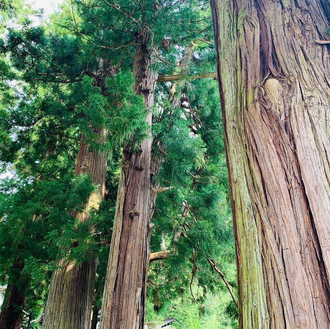 晴山由梨さんのインスタグラム写真 - (晴山由梨Instagram)「空気が一気に秋めいてきましたね🍁 この空気感が好き☺️  #秋の空気 #パワーチャージ  #杉の木 #抱きつくといいことあるかな」9月15日 13時48分 - hareyama_yuri