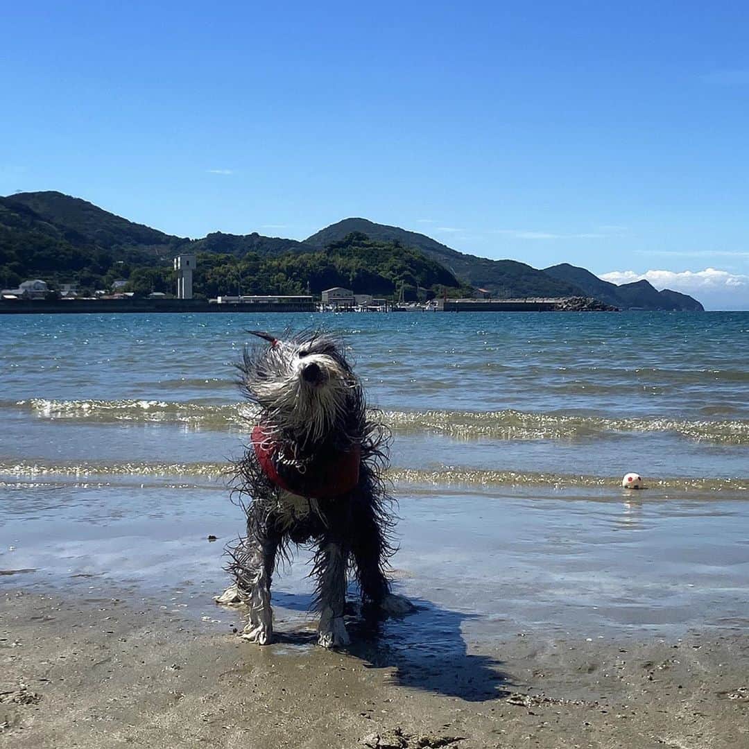 kei515yuさんのインスタグラム写真 - (kei515yuInstagram)「海に行ってきました。  #ビアデッドコリー #ビアディ #beardedcollie #akaribeardie #beardie #beardedcolliesofinstagram #puppydog #puppygram」9月15日 14時24分 - kei515yu