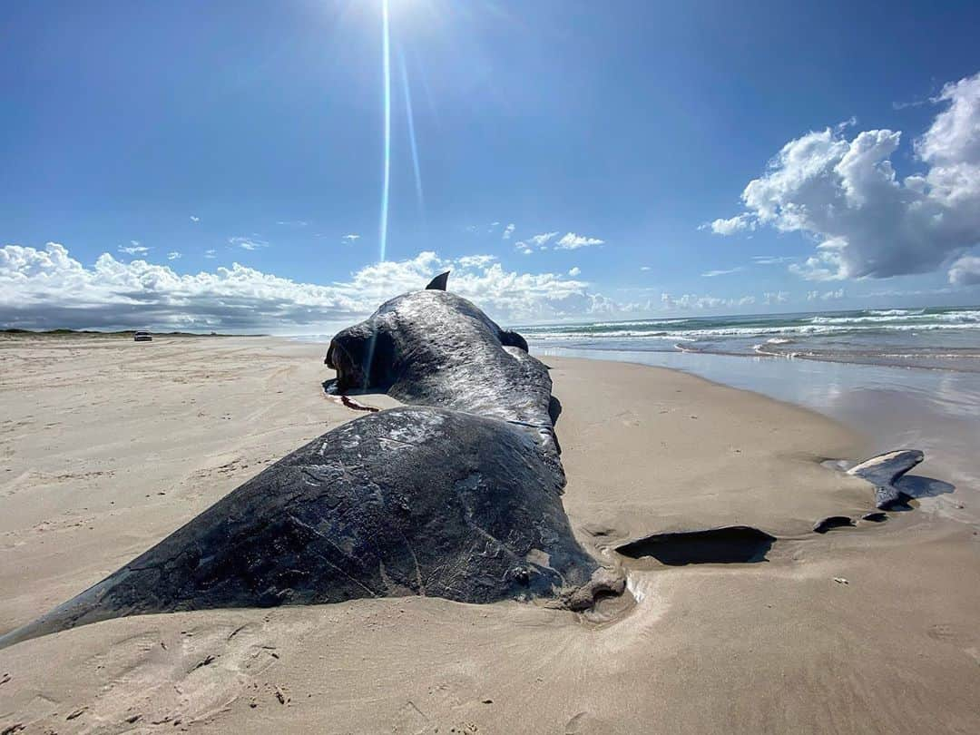 ルーク・エヴァンズさんのインスタグラム写真 - (ルーク・エヴァンズInstagram)「The tail of a huge sperm whale washed up on the Beach. Sad to see it dead, but incredible to see the size of it. Truly an enormous animal!」9月15日 14時35分 - thereallukeevans