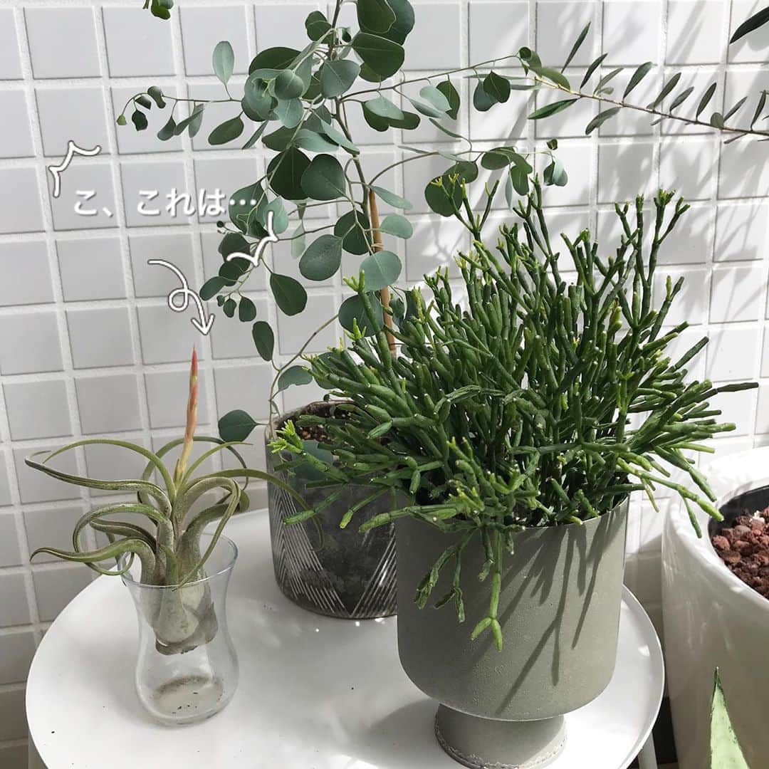 のインスタグラム：「こ、これは…！エアプランツってもしかしてお花が咲くこともあるのかな⁉︎ 今にも咲きだしそうな赤く色づいた何かがすくすくと伸びてきました…ドキドキする〜！ #airplants #airplant #bloom #blooming #wow #surprise #green #gardening #fun #エアプランツ　#お花　#わくわく　#植物のある暮らし #ベランダガーデニング」