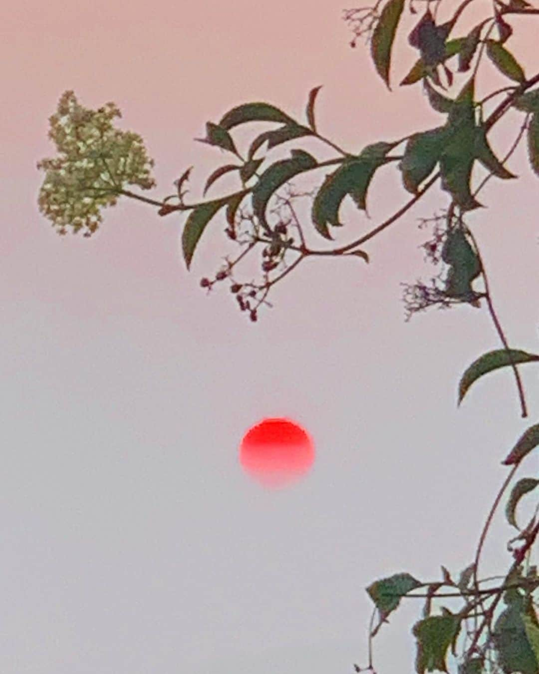 Kara Yoshimoto Buaさんのインスタグラム写真 - (Kara Yoshimoto BuaInstagram)「Tonight's #sunset  #sublime #colorinspo  #lightphotons #smokeisclearing #chaosbeforethecalm #goldenage #sunissoclose #chargingup #galacticsun #sweetluciddreams ~Sending love, light and protection to all the beings affected by these fires. May it Rain🙏🤍」9月15日 15時08分 - karayoshimotobua