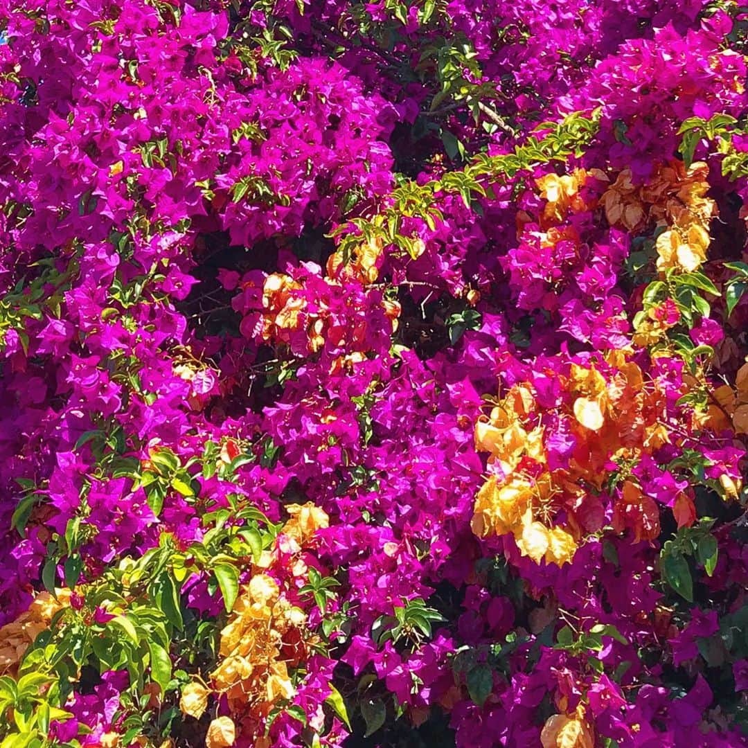 岩垂かれんさんのインスタグラム写真 - (岩垂かれんInstagram)「💐 自然の色彩を見ると幸せな気持ちに」9月15日 15時22分 - kareniwadare