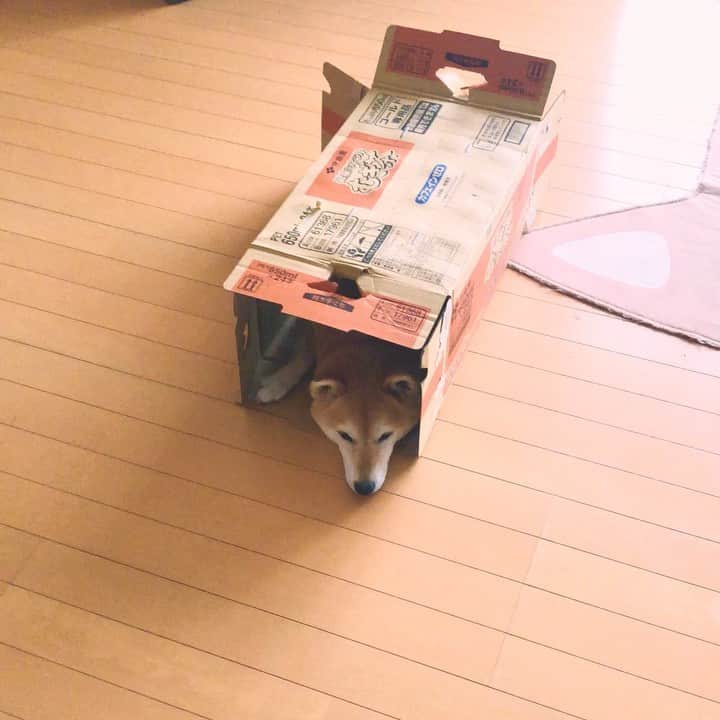 のインスタグラム：「I relax. 箱好きだし入るかなと思って置いといたら入った #shiba #shibainu #weeklyfluff #マロたんホイホイ」