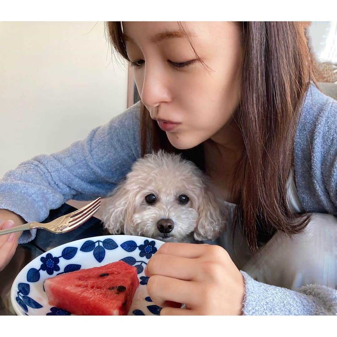 板野友美さんのインスタグラム写真 - (板野友美Instagram)「ひょっこり🐶 『🍉ちょうだい』って😂❤️ 夏も、もう終わっちゃうね  #愛犬 #チーク #ひょっこり #夏の終わり」9月15日 16時43分 - tomo.i_0703