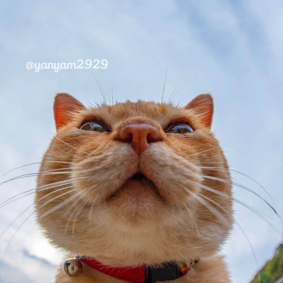 9GAGさんのインスタグラム写真 - (9GAGInstagram)「Middle-aged man's profile pic be like 📸 @yanyam2929 - #cat #closeup #ねこ #9gag」9月15日 17時02分 - 9gag