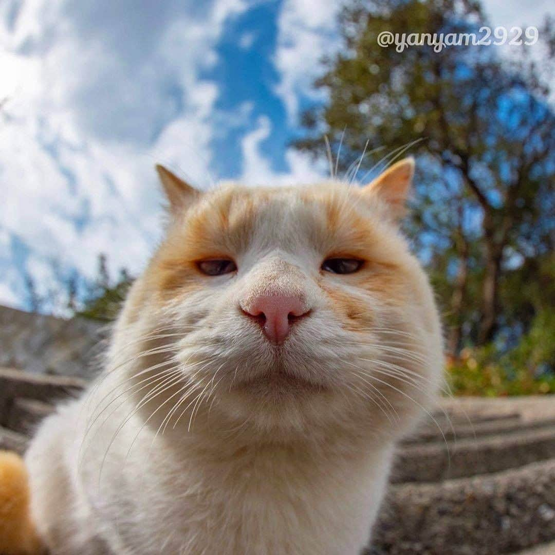 9GAGさんのインスタグラム写真 - (9GAGInstagram)「Middle-aged man's profile pic be like 📸 @yanyam2929 - #cat #closeup #ねこ #9gag」9月15日 17時02分 - 9gag