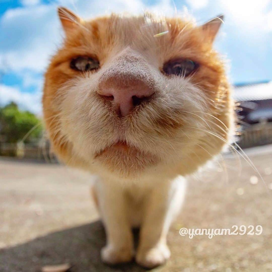 9GAGさんのインスタグラム写真 - (9GAGInstagram)「Middle-aged man's profile pic be like 📸 @yanyam2929 - #cat #closeup #ねこ #9gag」9月15日 17時02分 - 9gag