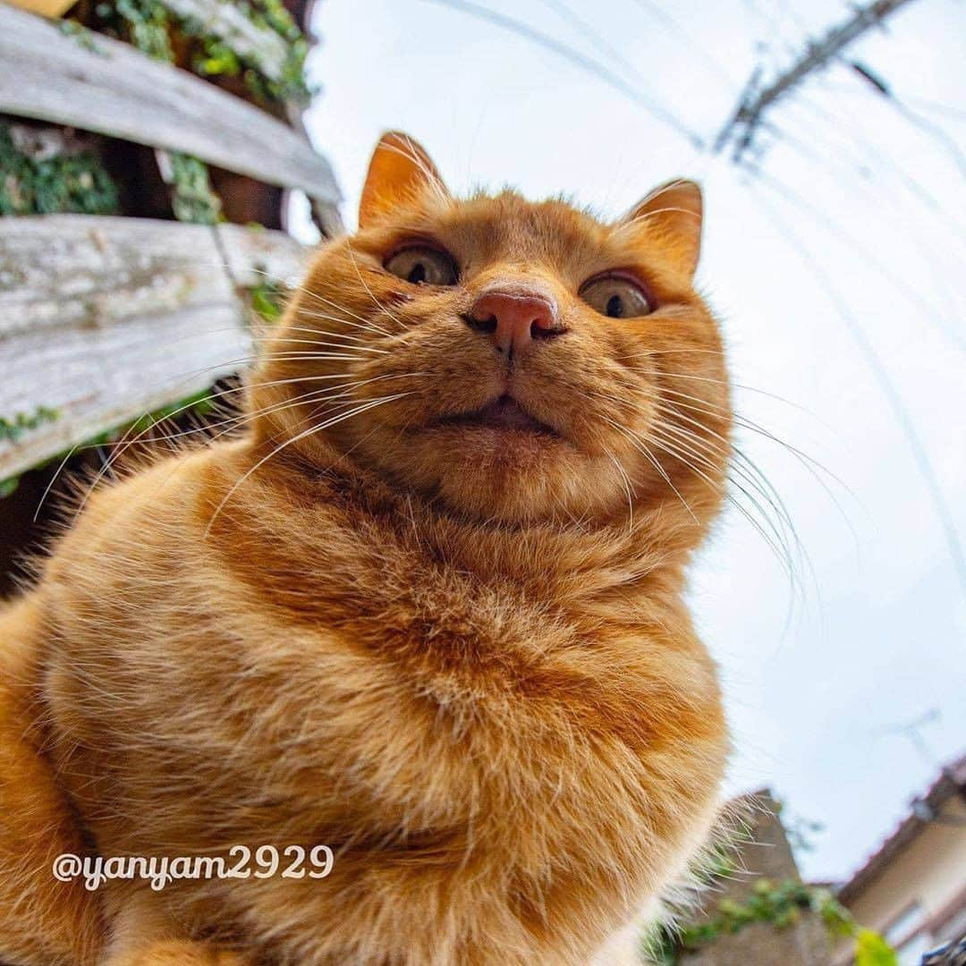 9GAGさんのインスタグラム写真 - (9GAGInstagram)「Middle-aged man's profile pic be like 📸 @yanyam2929 - #cat #closeup #ねこ #9gag」9月15日 17時02分 - 9gag