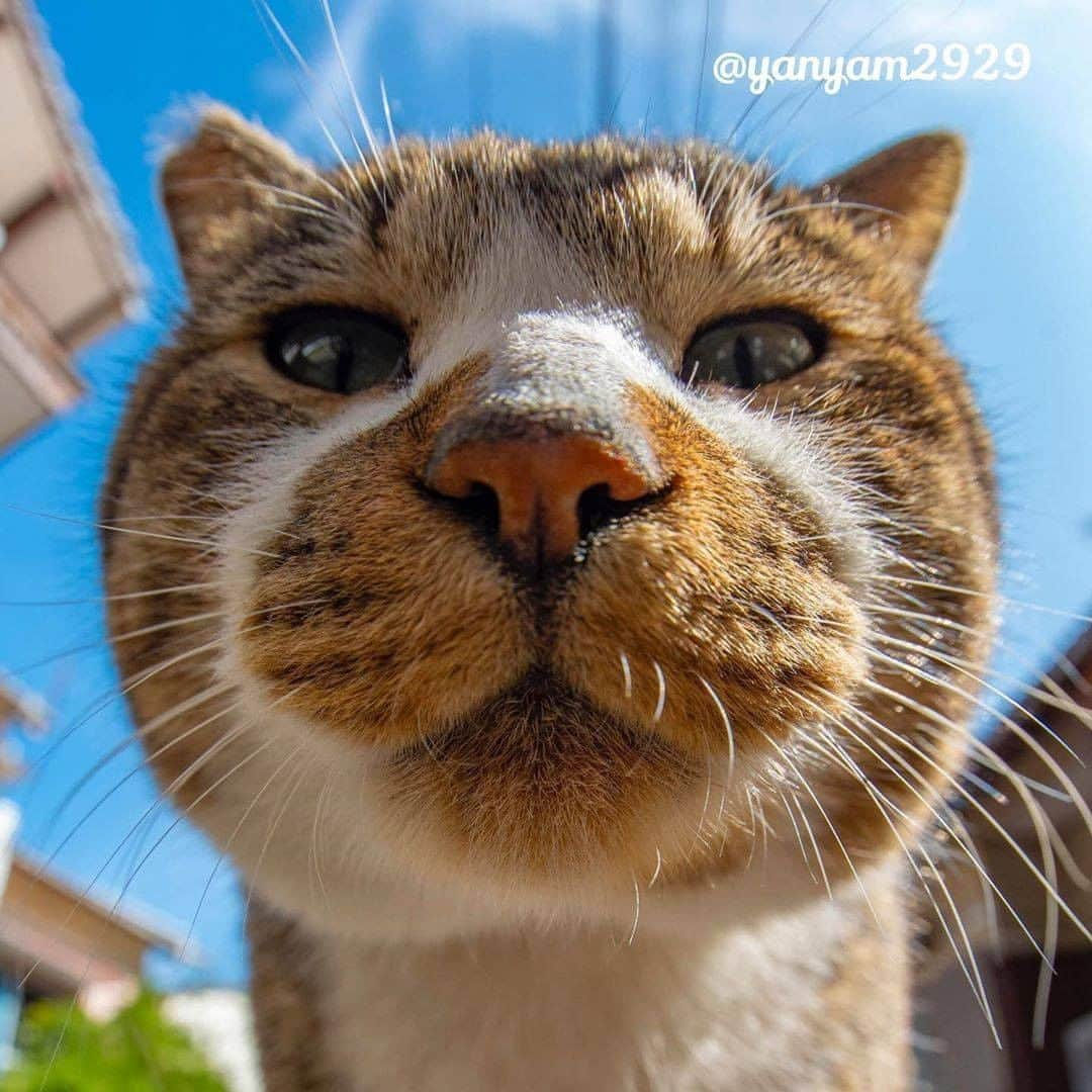 9GAGさんのインスタグラム写真 - (9GAGInstagram)「Middle-aged man's profile pic be like 📸 @yanyam2929 - #cat #closeup #ねこ #9gag」9月15日 17時02分 - 9gag