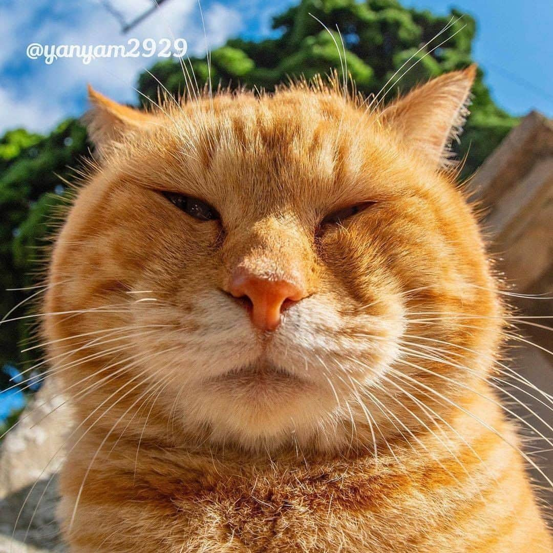 9GAGさんのインスタグラム写真 - (9GAGInstagram)「Middle-aged man's profile pic be like 📸 @yanyam2929 - #cat #closeup #ねこ #9gag」9月15日 17時02分 - 9gag