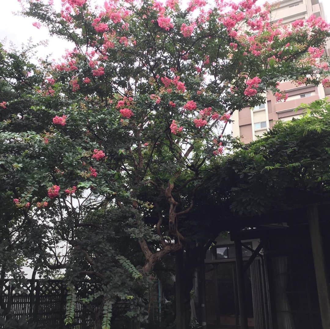 渡辺喜美さんのインスタグラム写真 - (渡辺喜美Instagram)「今日は親父の命日(25周年) 百日紅の花💐が好きでした」9月15日 17時07分 - yoshimiwatanabe443