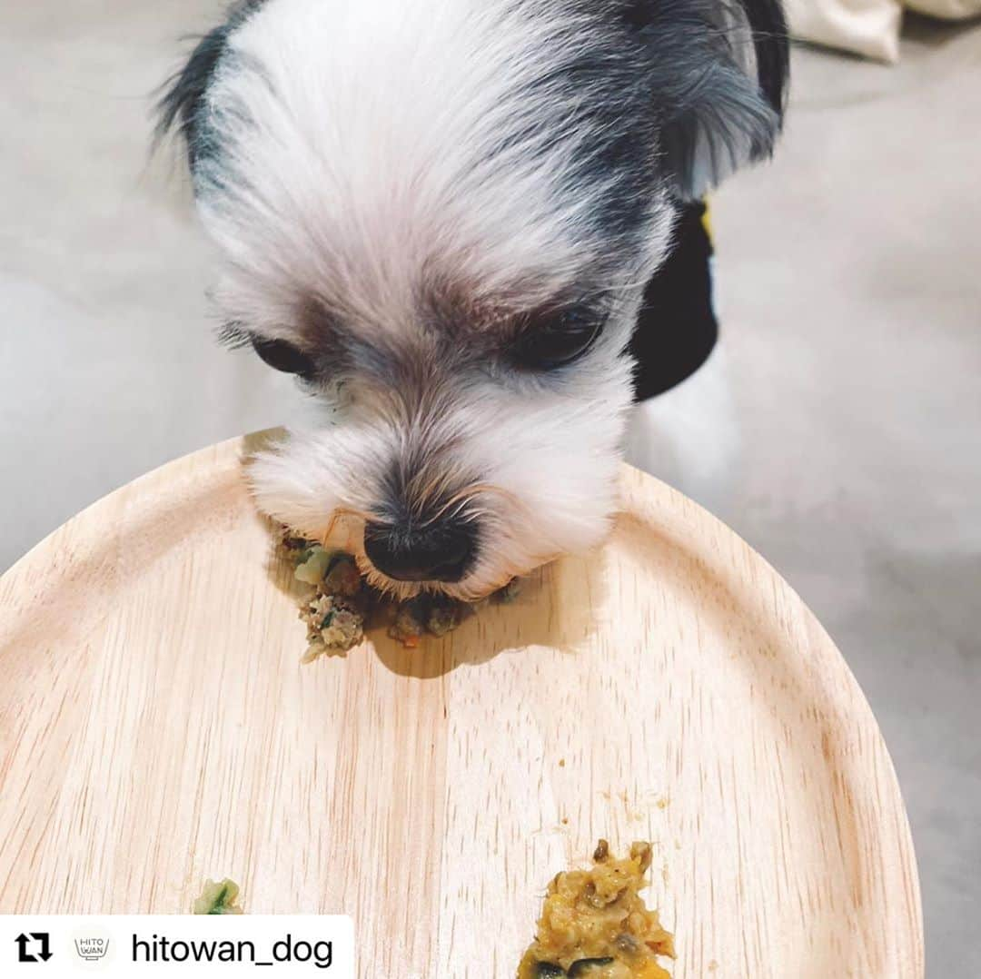 福野来夢さんのインスタグラム写真 - (福野来夢Instagram)「インスタで見て気になってたお店🐶 犬の手作りごはん屋さん【Hito wan】🍴 @hitowan_dog  . ぺろさんももう5歳だし皮膚トラブルとかもあるから、これからのことも考えてドライフードだけじゃなく身体にいいごはんをちゃんとあげたいなあと思っていた時に、インスタで見つけたお店！ このお店目的に久しぶりに代官山行ってきた❤️ 優しいオーナーさんが試食を出してくださって1番食いつきの良かった、鯖と南瓜のごはんをお買い上げ♪ 朝だけフードに混ぜてあげてるよ。 お魚好きのぺろさんは朝ごはんの準備の時は大興奮です笑 . #ヒトワン #hitowan #犬の手作りごはん屋さん #wancube #代官山」9月15日 17時23分 - rappy217