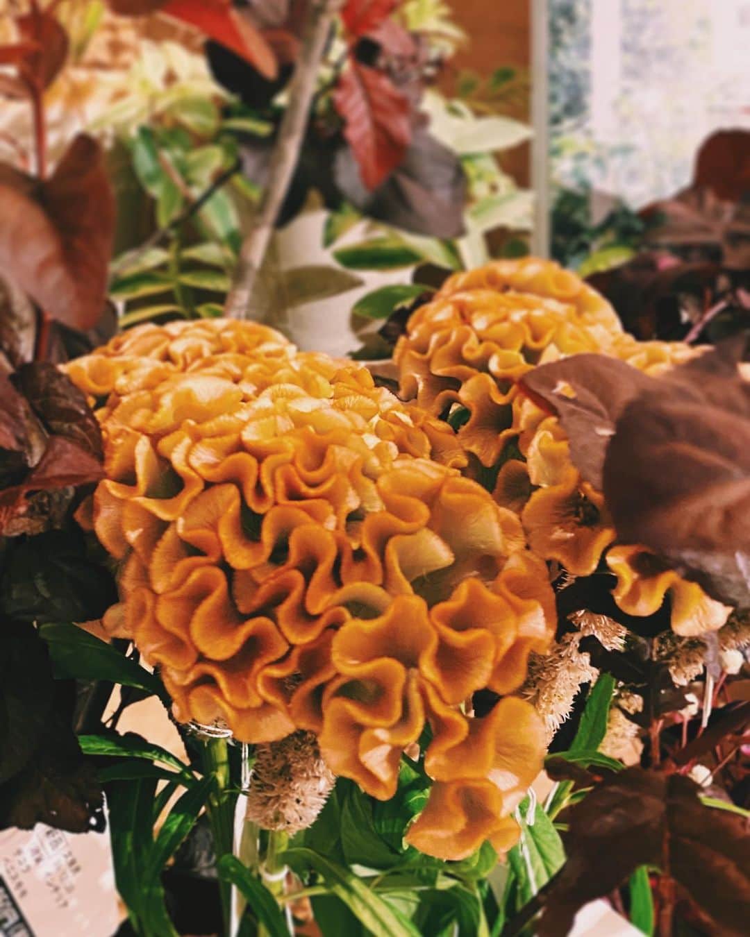 柏の葉 T-SITEさんのインスタグラム写真 - (柏の葉 T-SITEInstagram)「【PICK UP】﻿ 『今週のdecora便🌿 #8』﻿ ﻿ 〈ジャンル〉食・暮らし﻿ 〈場所〉1F 暮らし﻿ ﻿ こんばんは。﻿ ﻿ フラワーショップ デコラ @decoradecora さんから﻿ 届いたお花をご紹介するこちらのコーナー。﻿ ﻿ 今週は秋色満載なラインナップが揃いました。﻿ ﻿ まずは人気の #ネイティブフラワー の #バンクシャー﻿ その一種の#ドライアンドラ をご紹介します。﻿ ﻿ "ネイティブフラワー"とは、オーストラリア・ニュージーランド、南アフリカなど南半球に見られる、﻿別名 #ワイルドフラワー とも呼ばれている大変インパクトのあるお花です。﻿ 落ち着いたドライな色ながら、1本から存在感を放つ、まさに秋にぴったりです。﻿ ﻿ #ジニア は鮮やかな色味が主流ですが、今回は珍しい大人な色合いのものが入荷しております。﻿ 彩度抑えめな花びらが秋を感じさせてくれます。﻿ ﻿ 先週好評だったくすんだ色みの #ケイトウ も引き続き並んでいます。﻿ ﻿ #ハロウィンに向けて #かぼちゃ もこっそりと入荷しました♪﻿ ﻿ ーーーーーーーーーーーーーーーーーー﻿ 暮らしやインテリアを、まずは植物をつかって秋色に少しずつ変化させてみませんか。﻿ ﻿ #柏の葉蔦屋書店 #蔦屋書店 #柏の葉tsite #tsite ﻿ #おうちガーデン #decora #お花のある暮らし #フラワーショップ #フラワーギフト」9月15日 17時21分 - kashiwanohatsite