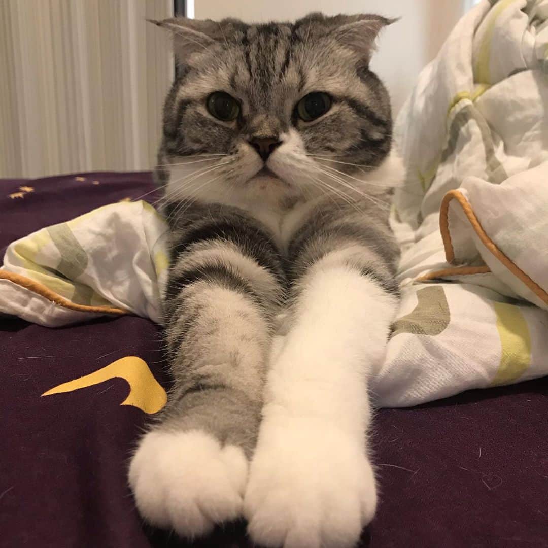 KATSUOのインスタグラム：「今日なんかお行儀いい . ピシッ . #cat #catstagram #catsofinstagram #instacat #cutecat #katsuo」