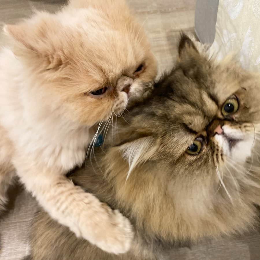 ミッシュのインスタグラム