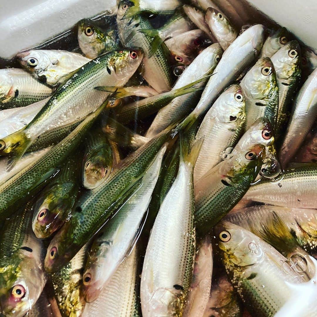 のインスタグラム：「久しぶりに小肌買いました。本日は大阪湾。いつもは熊本などを買うのですがどうでしょうか〜 捌いてみた感じはモチっとしていて少し柔らかな身質です！たて塩で〆ている時は余り感じませんでしたが酢〆の時脂が浮いてきて旨そう〜 〆終えて早速食べてみましたが九州の小肌と違いやはり身に柔らかさを感じました。是非和食全店に仕入れ板前さん泣かせの細かな仕事っぷりを堪能して頂ければ嬉しいです！  仕入部　片之坂 #まぐろ#新橋#玉子#居酒屋#銀座#京橋#さんま#海鮮丼#刺身#吉祥寺#オイスター#池袋#ビール#ハッピー#刺身盛り合わせ#とうもろこし#渋谷#魚好きと繋がりたい #レモンサワー#カニ#神楽坂#横浜グルメ#飲酒タグラム#野菜たっぷり#日本酒好きな人と繋がりたい #クラフト#仕事#魚金醸造スタンド ステーキ#yummy」