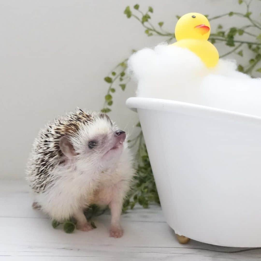 ラド&ティンクさんのインスタグラム写真 - (ラド&ティンクInstagram)「🛁🐥🦔  model ： Ocean  あつ〜い🥵💦 のぼせちゃうから、もう出ていい？ って言ってるみたいなおーしゃん。  写真可愛すぎて選べない✨ おじいちゃんになっても、 いつまでも赤ちゃんみたいに可愛いおーしゃん❤️  バスタブ　@nitori_official  あひる　@daiso_official   #おーしゃん #はりねずみ #ハリネズミ #針鼠 #ヨツユビハリネズミ #ヘッジホッグ  #ペット #ふわもこ部 #モフモフ #hedgehog #pygmyhedgehog #lovelypet #cuteanimals #hedgehogfamily #hedgie #Hérisson #igel#riccio #Erizo #고슴도치 #刺猬 #pecotv」9月15日 18時14分 - rado_pompon