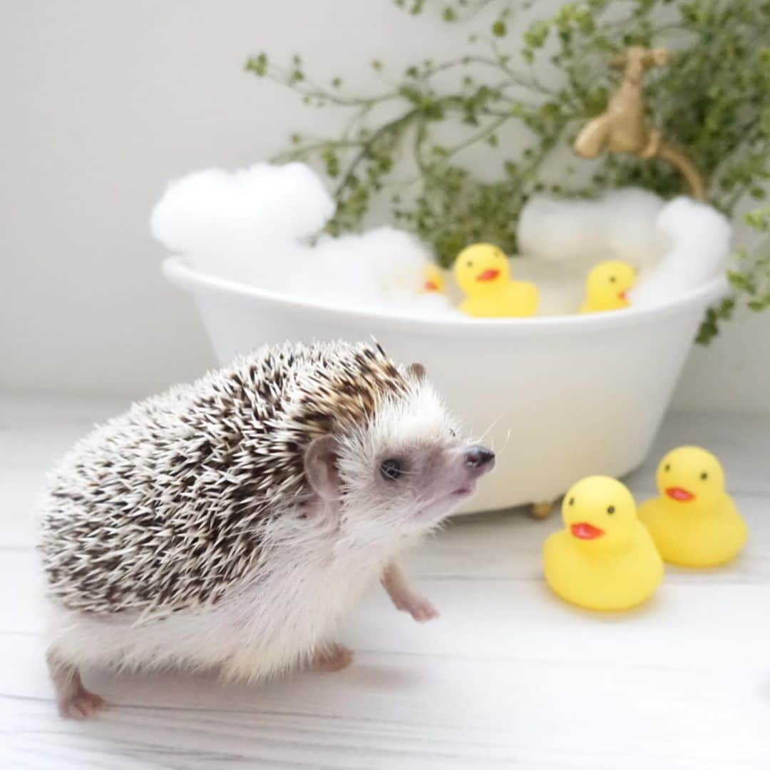 ラド&ティンクさんのインスタグラム写真 - (ラド&ティンクInstagram)「🛁🐥🦔  model ： Ocean  あつ〜い🥵💦 のぼせちゃうから、もう出ていい？ って言ってるみたいなおーしゃん。  写真可愛すぎて選べない✨ おじいちゃんになっても、 いつまでも赤ちゃんみたいに可愛いおーしゃん❤️  バスタブ　@nitori_official  あひる　@daiso_official   #おーしゃん #はりねずみ #ハリネズミ #針鼠 #ヨツユビハリネズミ #ヘッジホッグ  #ペット #ふわもこ部 #モフモフ #hedgehog #pygmyhedgehog #lovelypet #cuteanimals #hedgehogfamily #hedgie #Hérisson #igel#riccio #Erizo #고슴도치 #刺猬 #pecotv」9月15日 18時14分 - rado_pompon