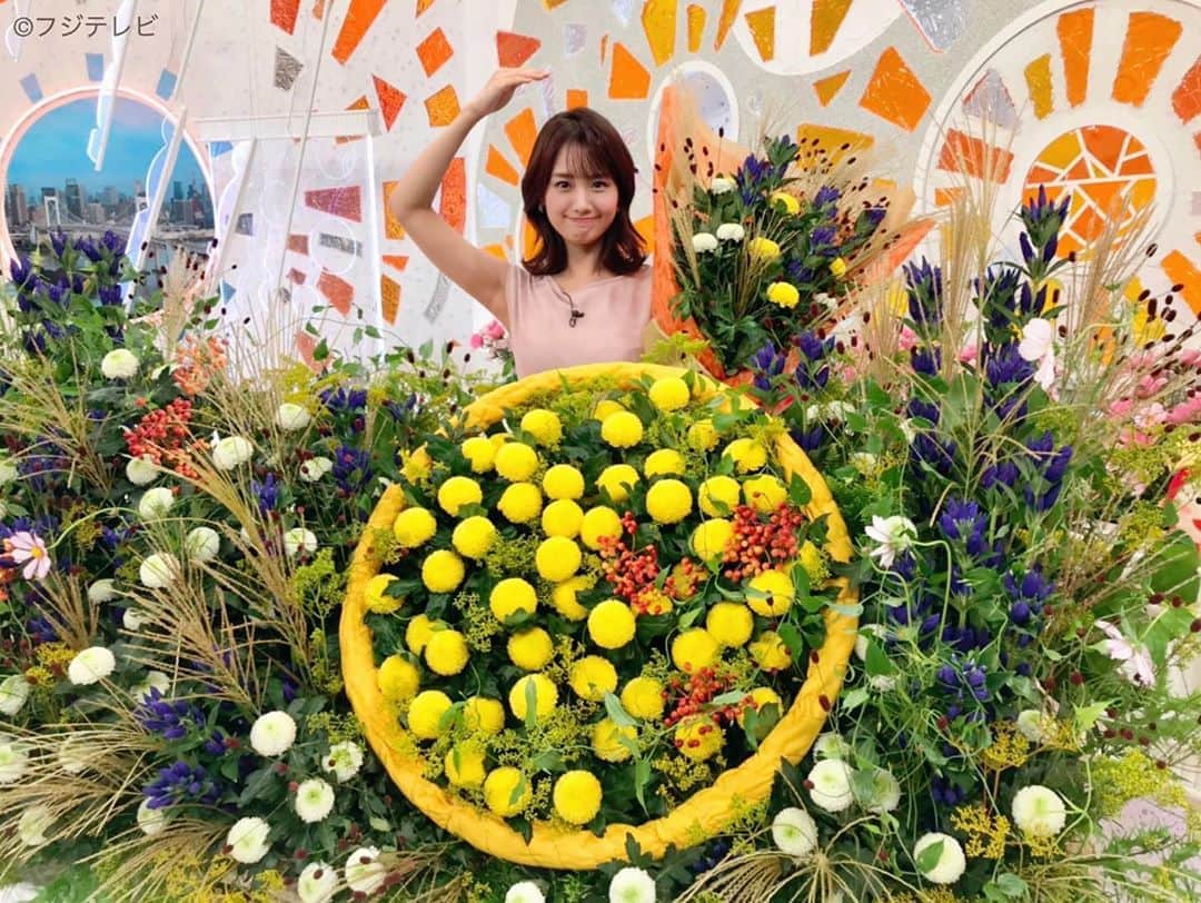 フジテレビ「めざましテレビ」さんのインスタグラム写真 - (フジテレビ「めざましテレビ」Instagram)「. きょうのお花はピンポンマムを紹介✨ ピンポン玉のように まん丸なお花がかわいいなぁ😊 . #めざましテレビ  #酒主義久 #井上清華」9月15日 18時24分 - mezamashi.tv