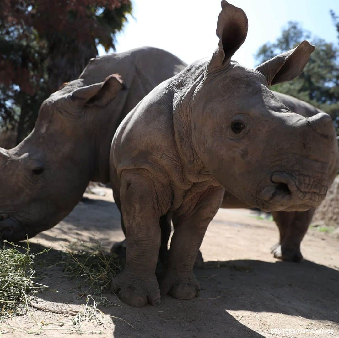 ABC Newsさんのインスタグラム写真 - (ABC NewsInstagram)「Atanasio, a white rhino calf, sticks close to his mother Hanna at the 'Buin Zoo' in Santiago, Chile. #rhino #animals」9月15日 18時33分 - abcnews