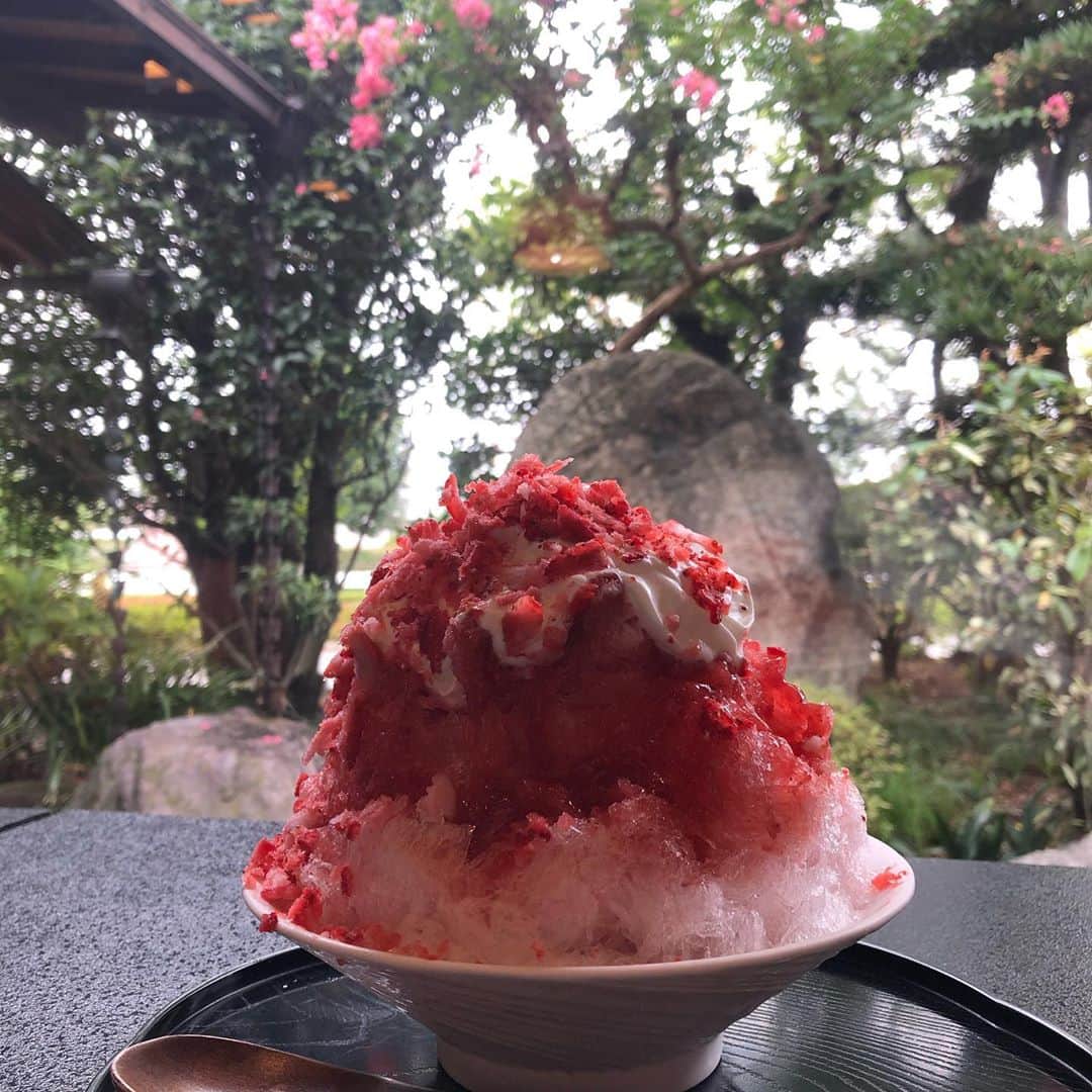 雨月衣のインスタグラム：「前橋のことほぎでカキ氷。 いちごミルクの様子が変わっていた。 去年は練乳が小皿で添えられていたが、今年は練乳は無く、クリームがかけられた状態で登場。 すごく甘い。  奥のお座敷で落ち着いて食べたかったが、この時期だからかテイクアウトのコーナーのイートインスペースのみでの営業だった。  色々様子が違って戸惑った。  窓際の席で食べるのもいいな。 庭のサルスベリがよく見える。  こぼれ落ちたいちごに染まった氷が、サルスベリの花びらみたい。  #ことほぎ #カキ氷」