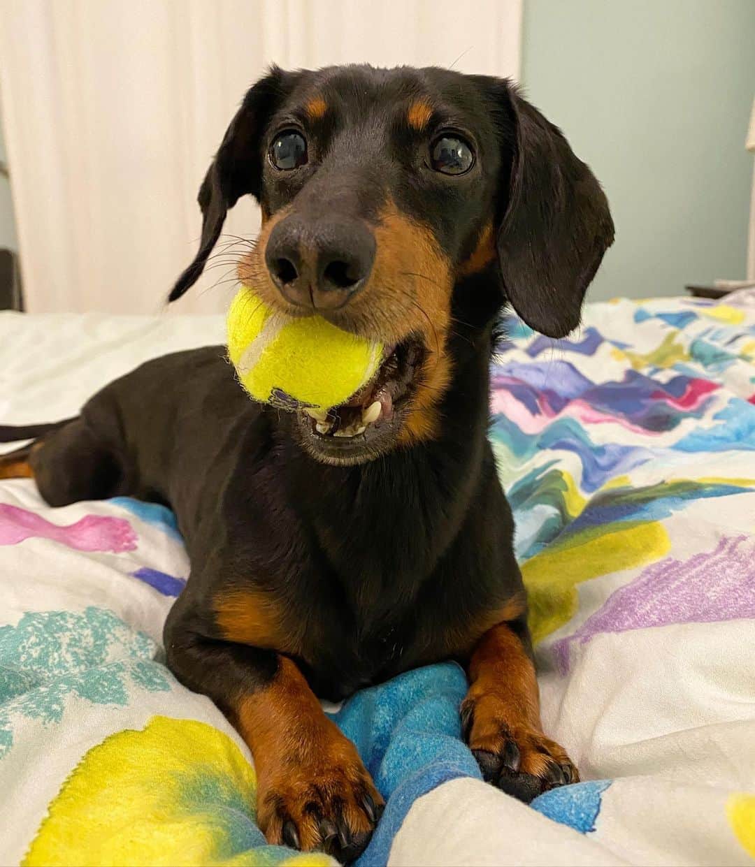 Crusoe the Celebrity Dachshundのインスタグラム：「“I love a fresh, juicy tennis ball!” ~ Crusoe」