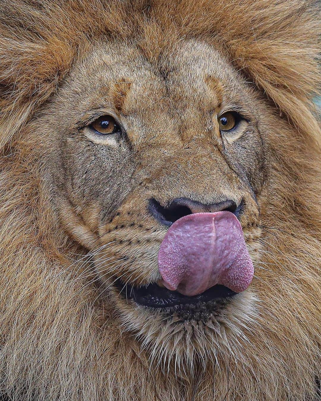 のインスタグラム：「Approximately 10% of the population can touch their tongue to their nose. Can you? #TongueOutTuesday #GorlinSign #WeAintLion #SanDiegoZoo #BigCatsOfInstagram 📷 Ian Gill」