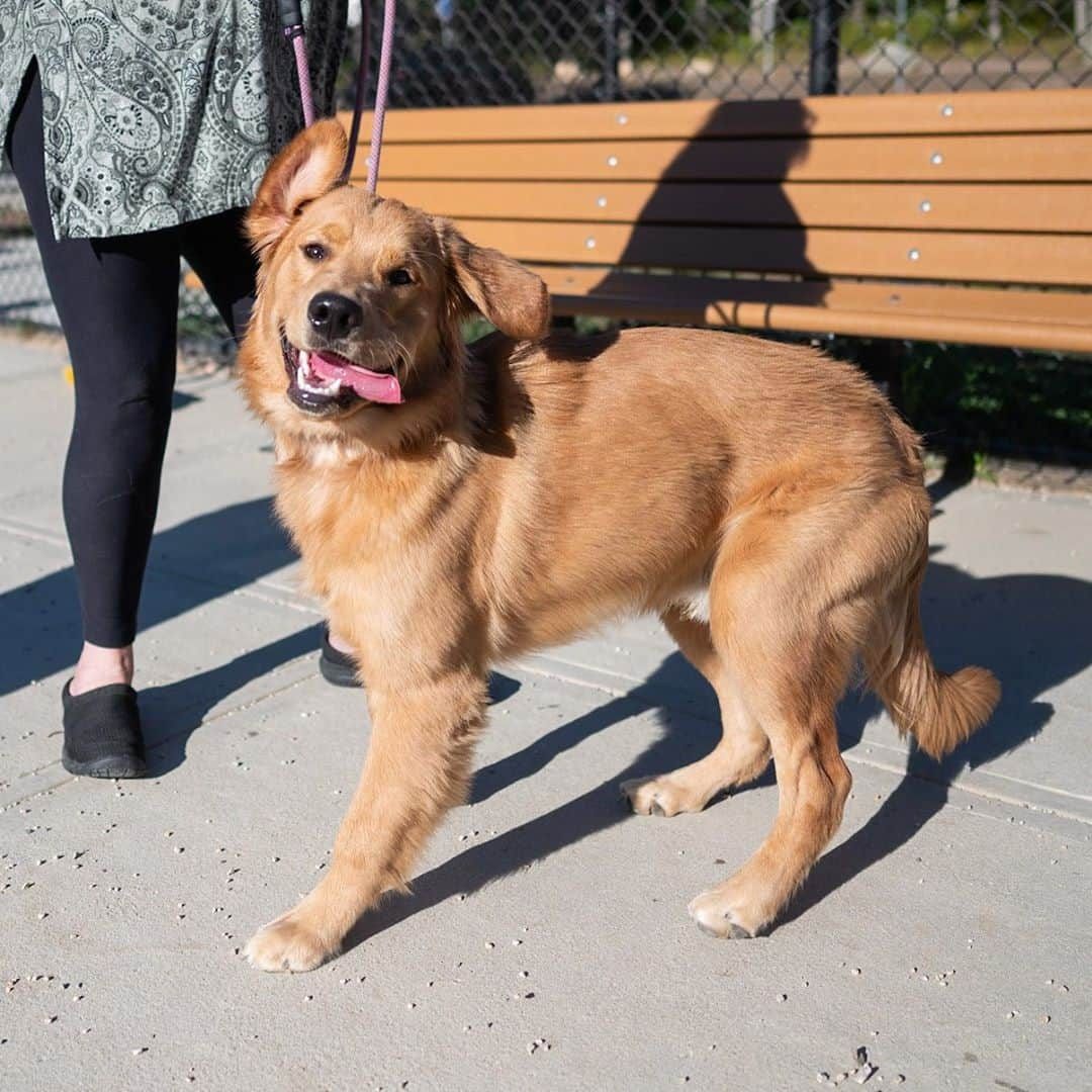 The Dogistさんのインスタグラム写真 - (The DogistInstagram)「Riley, Golden Retriever (8 m/o), Barnstable Dog Park, Hyannis, MA • “He eats a lot of shoes, but just one shoe of the pair. He doesn’t need both.”」9月16日 5時20分 - thedogist