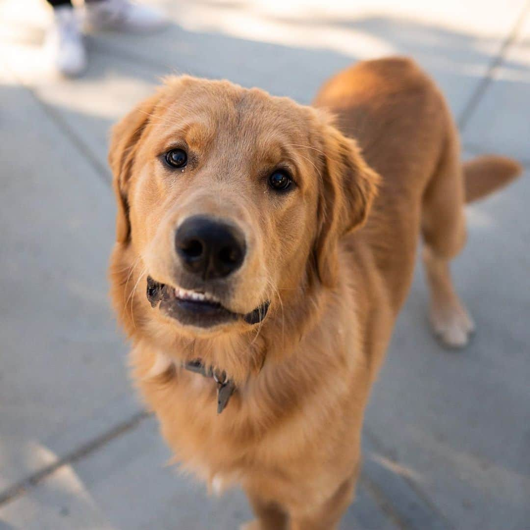 The Dogistさんのインスタグラム写真 - (The DogistInstagram)「Riley, Golden Retriever (8 m/o), Barnstable Dog Park, Hyannis, MA • “He eats a lot of shoes, but just one shoe of the pair. He doesn’t need both.”」9月16日 5時20分 - thedogist