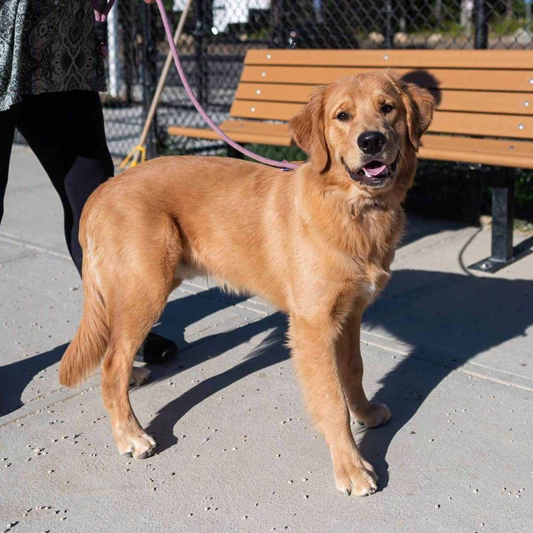 The Dogistさんのインスタグラム写真 - (The DogistInstagram)「Riley, Golden Retriever (8 m/o), Barnstable Dog Park, Hyannis, MA • “He eats a lot of shoes, but just one shoe of the pair. He doesn’t need both.”」9月16日 5時20分 - thedogist