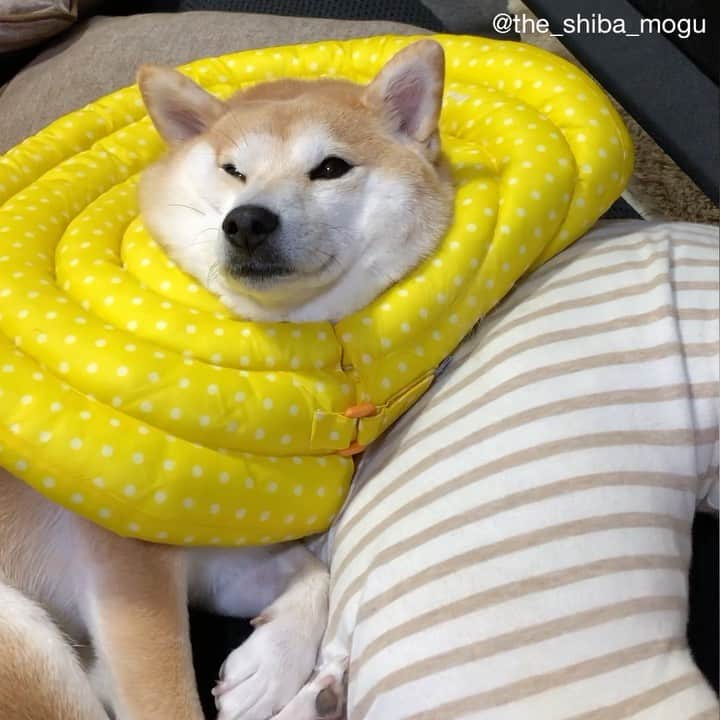 Moguのインスタグラム：「. マッサージしてもらって寝るだけの動画なの。 #もぐの日常 #この人いつまで撮ってるんだろ . @the_shiba_mogu  #柴犬 #shibainu #shiba#赤柴 #redshiba#犬 #dog#しばいぬ#nannydog#犬と子供#子供と犬#柴犬と子供#柴#赤ちゃんと犬#犬と赤ちゃん#柴犬と赤ちゃん#赤ちゃんと柴犬#柴犬のいる暮らし#子守犬」