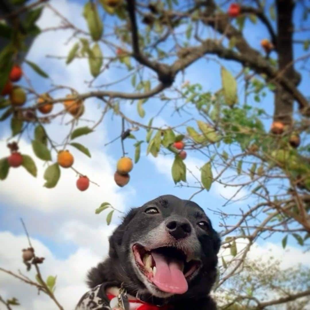 PECO いぬ部さんのインスタグラム写真 - (PECO いぬ部Instagram)「「秋がやってくるよ🍂」 . #セミの声が鈴虫に変わり #柿の実が色づき始めて #少しずつ秋の訪れを感じるくま子ちゃん💕 #夏の終りはちょっと寂しくなるけど #食べ物が美味しい季節だね😋 . 素敵な投稿してくださったのは… @ya__ko.841 さん 他にも素敵なお写真がたくさんあるので、ぜひ遊びに行ってみてくださいね♪  #pecoいぬ部 をつけて投稿すると… PECOのSNSで楽しくご紹介させていただきます😋  #犬 #犬バカ部 #いぬら部 #いぬ部 #わんこ #いぬ #instadog #ilovemydog #ilovedog #dogstagram #dogsofinstagram #doglife #mydogiscutest #todayswanko #doglover #いぬすたぐらむ #犬のいる暮らし #MIX犬 #ジャックラッセル #チワックス #ミックス犬 #秋の訪れ #autumn」9月15日 21時00分 - pecodogs