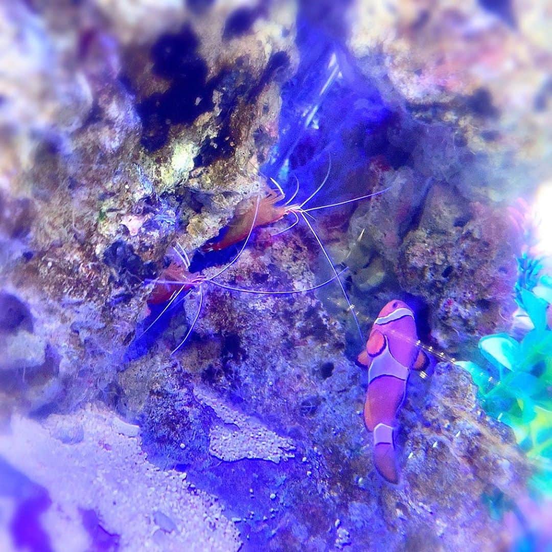 栗田萌のインスタグラム：「エビとニモ発見〜🦐🦞🐠 可愛くてずっと観ていられるな💕 一瞬セバスチャンとニモのコラボ！と思ったけれど、セバスチャンはカニでしたね🦀✨ #ニモ #カクレクマノミ #エビ」