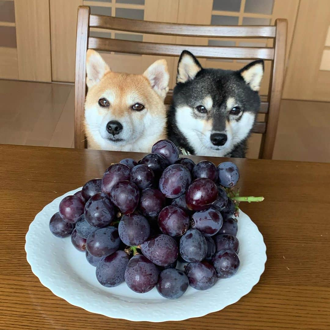 豆柴なつ&ふゆさんのインスタグラム写真 - (豆柴なつ&ふゆInstagram)「We got a kyoho grape🍇😆❤️ 巨峰貰いました🍇😆❤️  #ありがとう  #巨峰　#grape #美味しい #甘い #dogsofinstagram  #柴犬#shiba #shibainu #shibastagram #shibamania #sweet#豆柴#癒し #仲良し #pecoいぬ部#doglove #dogstagram #dogoftheday #かわいい#instashiba #🐕📷 #ふわもこ部#love#犬#シバフル#instacute #柴#proudshibas #cutepets」9月15日 21時14分 - mameshiba.natsuinu56