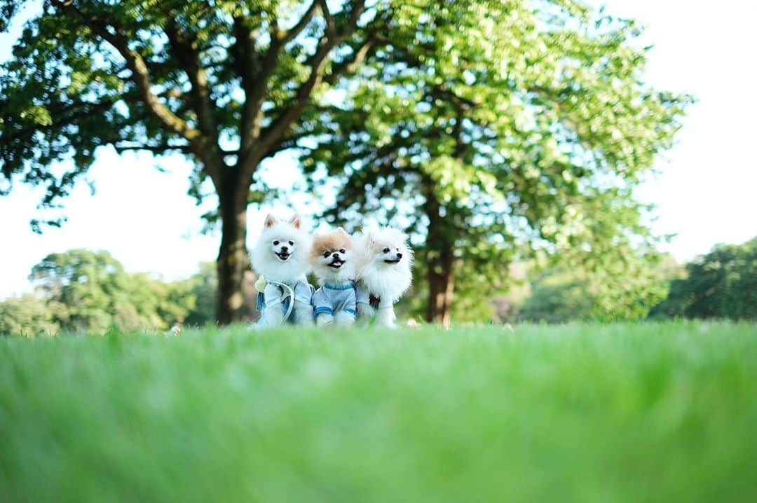 ポテチンのインスタグラム：「Walk in the park with my friends. Photo by @vanillalovely」